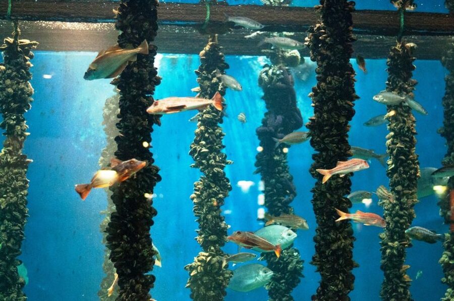 From Santiago: Tour to Rias Baixas with Boat Trip and Winery - Key things to know before you go