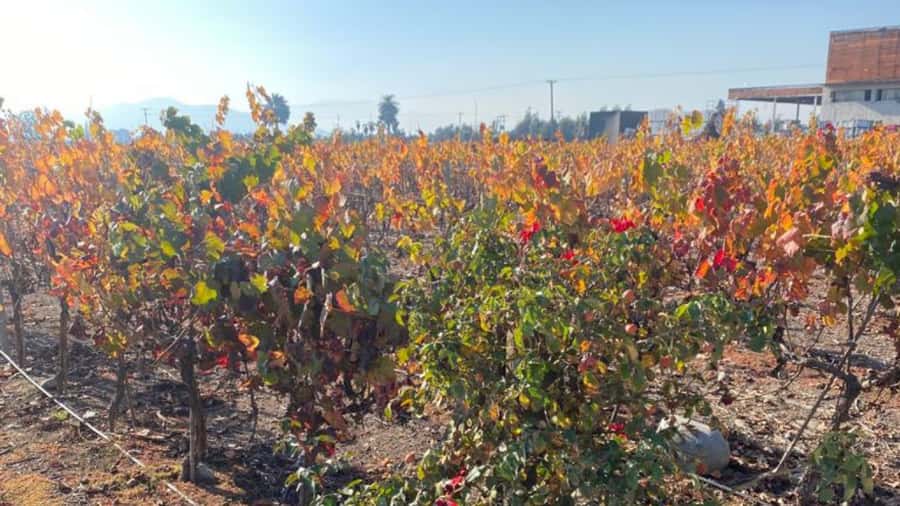 From Santiago: Undurraga Winery Tour with Tasting - Pickup and timing in Santiago: how to avoid stress