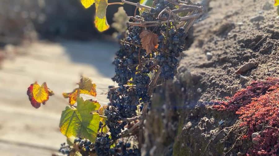 From Santiago: Undurraga Winery Tour with Tasting - Language options and what you should confirm