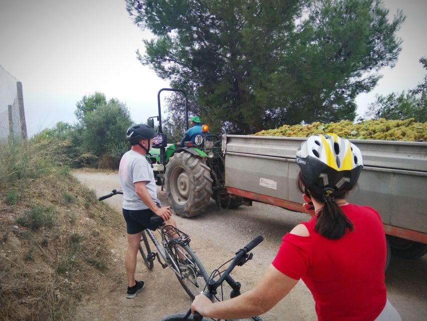 From Sitges: Cycling Tour with Winery visit and Tasting - Cava and wine-making: the lesson you’ll remember when you buy a bottle