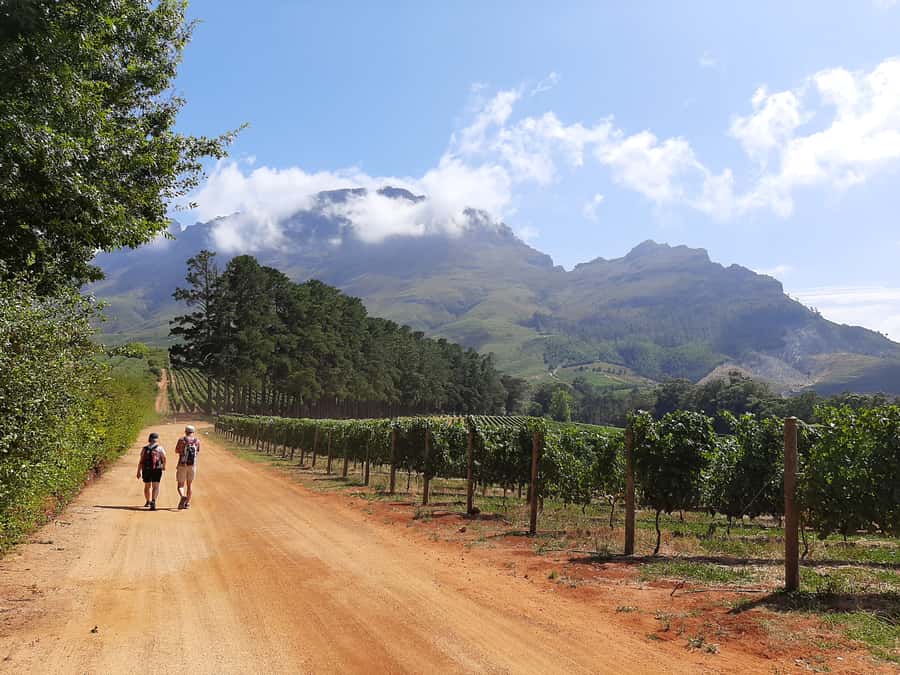 From Stellenbosch: Stellenbosch Guided Vineyard Walk - Key highlights worth the time