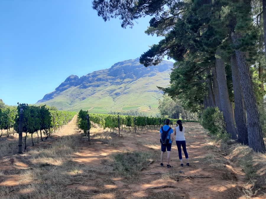 From Stellenbosch: Stellenbosch Guided Vineyard Walk - Stellenbosch vineyards on foot: why this walk feels different