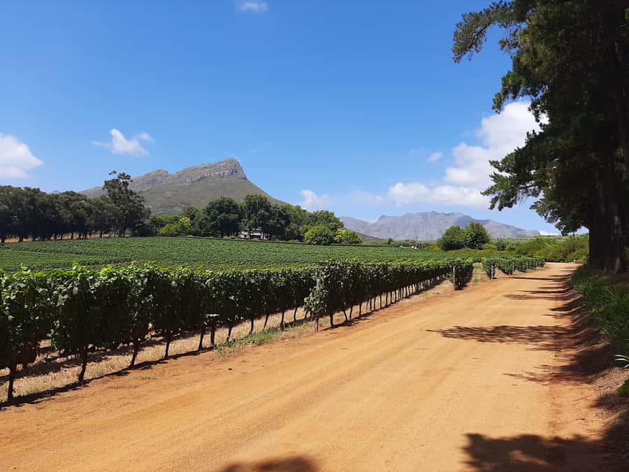 From Stellenbosch: Stellenbosch Guided Vineyard Walk - Vineyard orientation you can see: Cab Sauv vs Pinot Noir