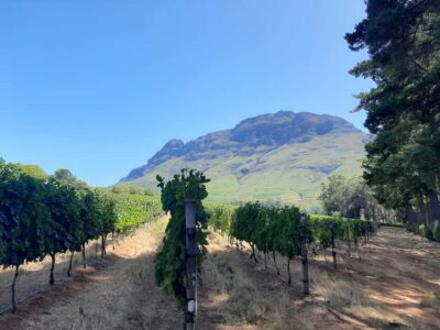 From Stellenbosch: Stellenbosch Guided Vineyard Walk - A 5-hour route through private Cape Winelands estates