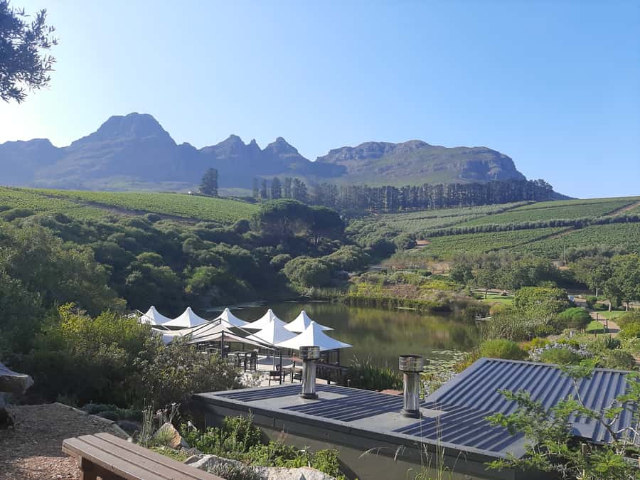 From Stellenbosch: Stellenbosch Guided Vineyard Walk - Two winery visits and a cellar tour that adds context