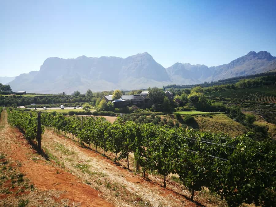 From Stellenbosch: Stellenbosch Guided Vineyard Walk - What lunch and sips actually do for the day