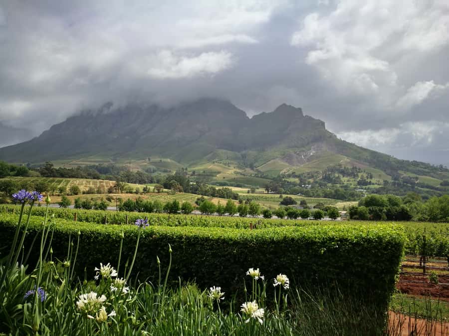 From Stellenbosch: Stellenbosch Guided Vineyard Walk - Price and value: is $96 per person fair for 5 hours?