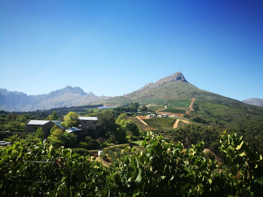 From Stellenbosch: Stellenbosch Guided Vineyard Walk - Who this Stellenbosch guided vineyard walk is for