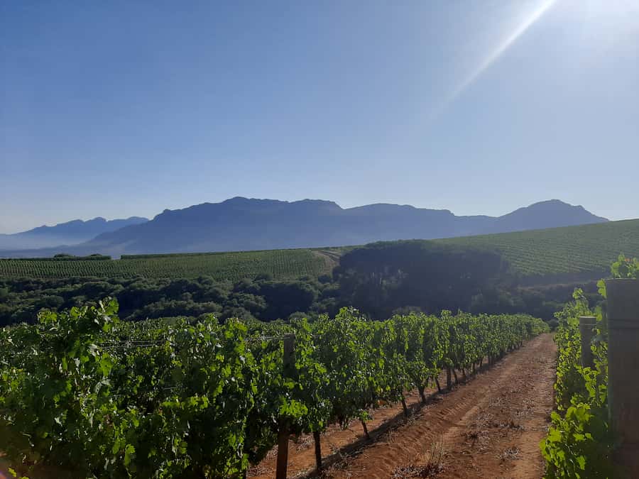 From Stellenbosch: Stellenbosch Guided Vineyard Walk - Quick practical tips before you go