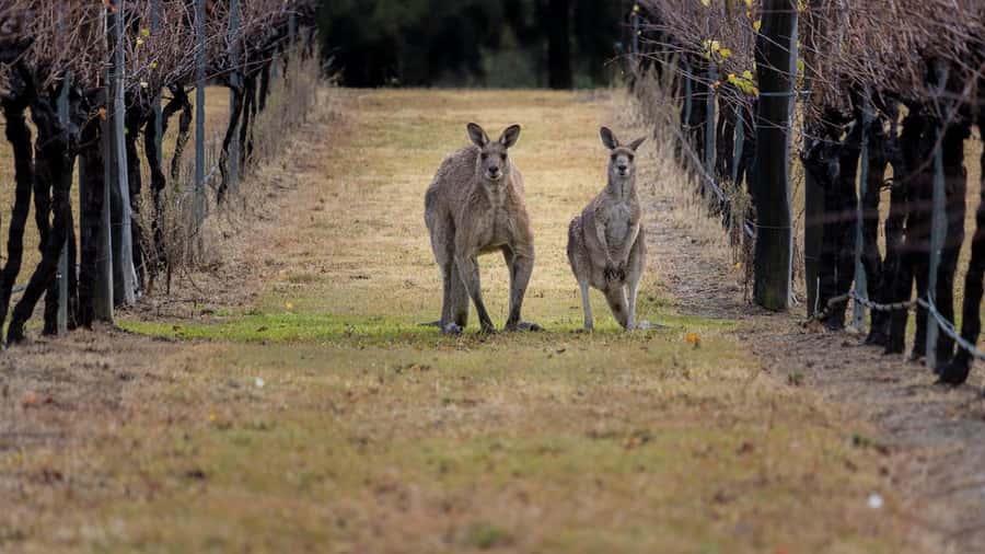 From Sydney: Hunter Valley Wine Tasting & Winery Picnic Tour - Meeting Point, Travel Time, and How the Day Stays Under Control