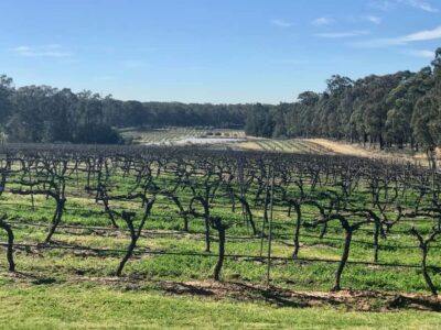 From Sydney: Hunter Valley Wine Tasting & Winery Picnic Tour - Price and Value: What You’re Really Paying For at $107