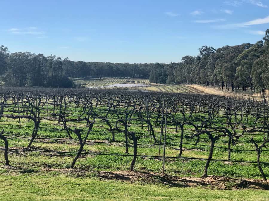 From Sydney: Hunter Valley Wine Tasting & Winery Picnic Tour - Price and Value: What You’re Really Paying For at $107