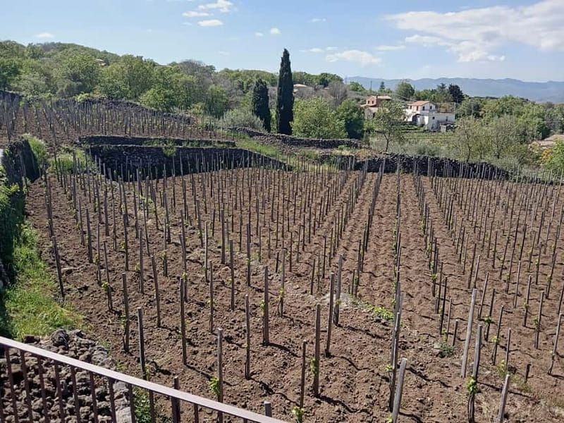 From Taormina: Etna Walking Tour and Wine Tasting in Winery - Back down to the winery: how the tasting and food work