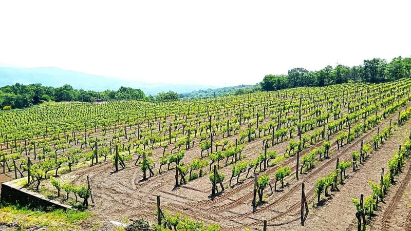 From Taormina: Etna Walking Tour and Wine Tasting in Winery - Small group size (8 max): what you gain on Etna