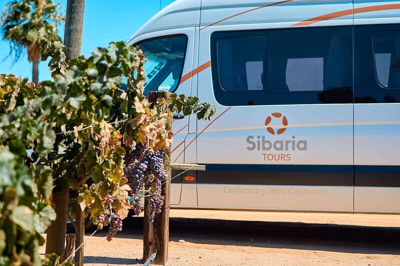 From Tijuana: Valle de Guadalupe Private Winery Tour - Practical tips that will save you time (and sun)