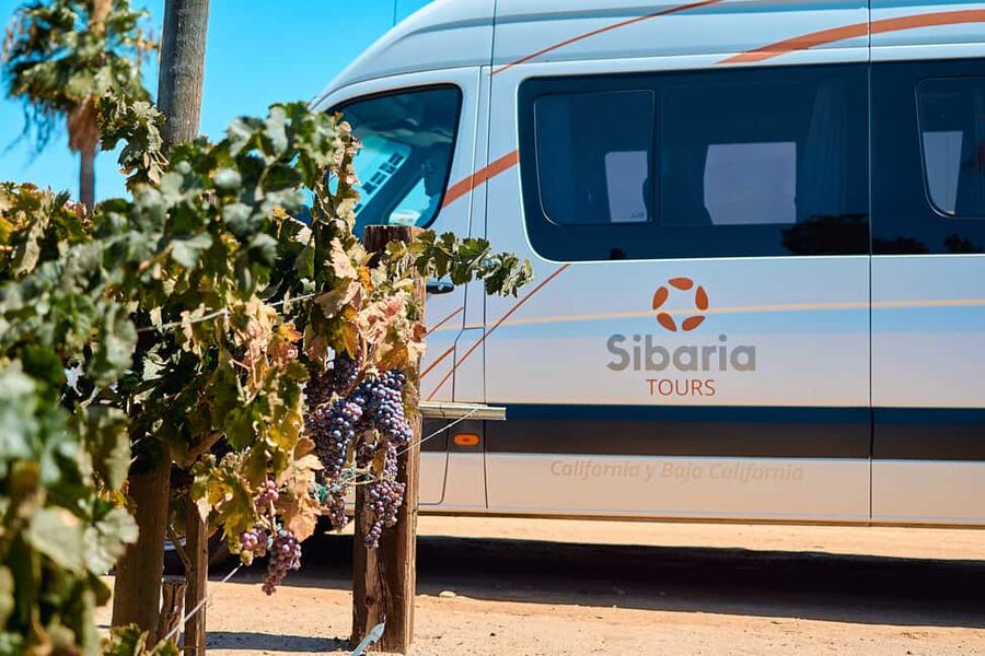 From Tijuana: Valle de Guadalupe Shared Winery Tour - Winery stop #2: availability changes the vibe, so roll with it