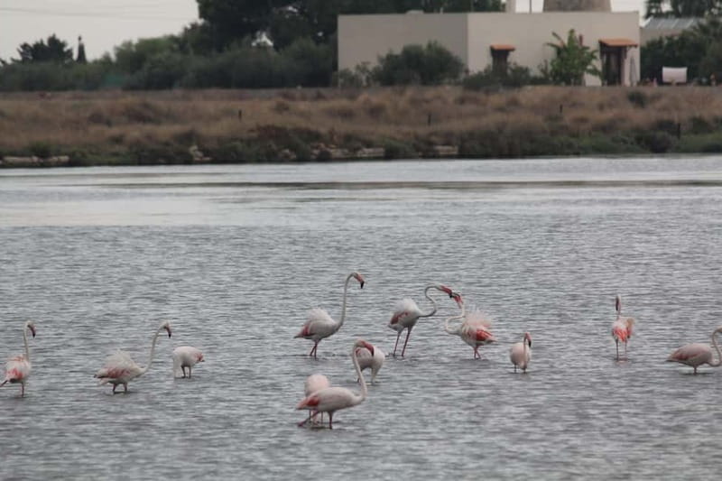 From Trapani: Salt Road Tour With Winery Visit and Boat Trip - Marsala stop: guided walk, snacks, and regional food
