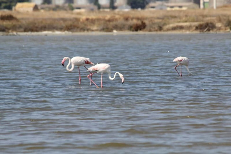From Trapani: Salt Road Tour With Winery Visit and Boat Trip - Traveling the Salt Road by van: why the breaks matter