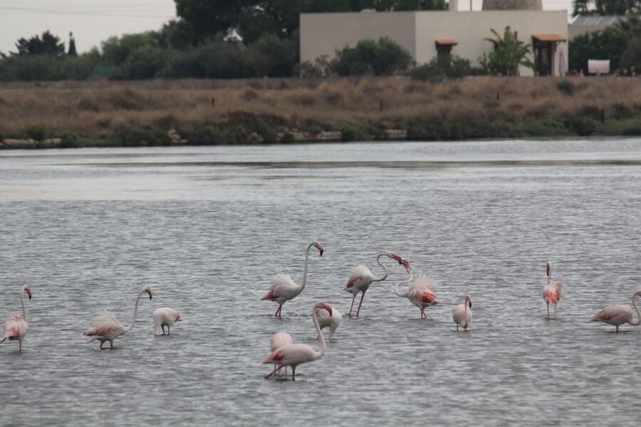 From Trapani: Salt Road Tour With Winery Visit and Boat Trip - What you’ll taste and learn, without guessing