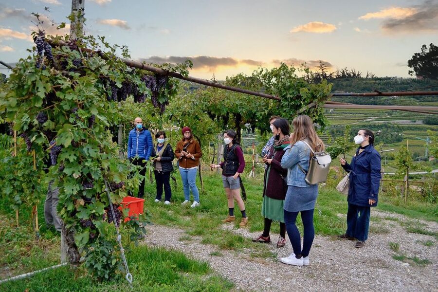 From Verona: Valpolicella Winery Tour with Amarone Vintages - Key stops and tasting structure you’ll actually use