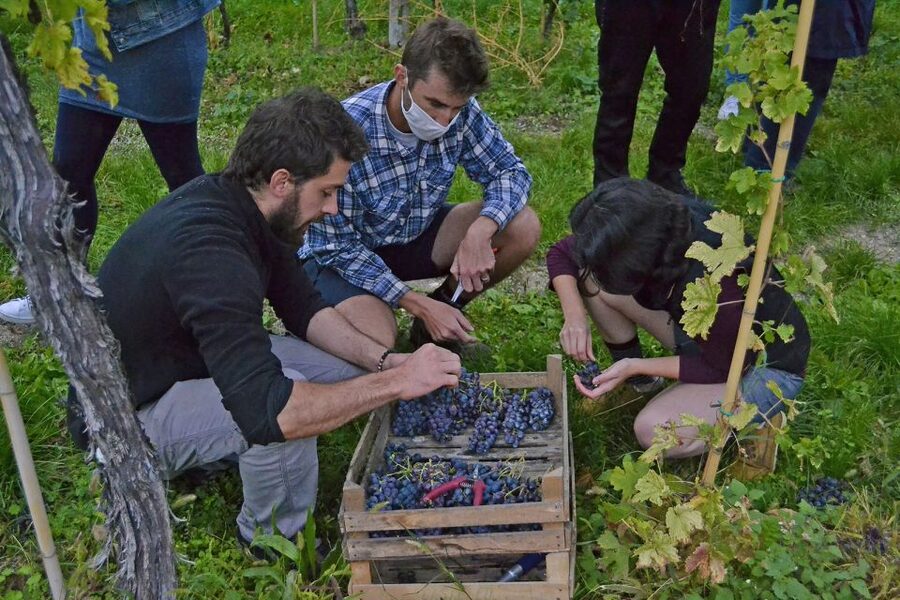 From Verona: Valpolicella Winery Tour with Amarone Vintages - The tasting flight: what’s included in the 3-wine vs 6-wine options