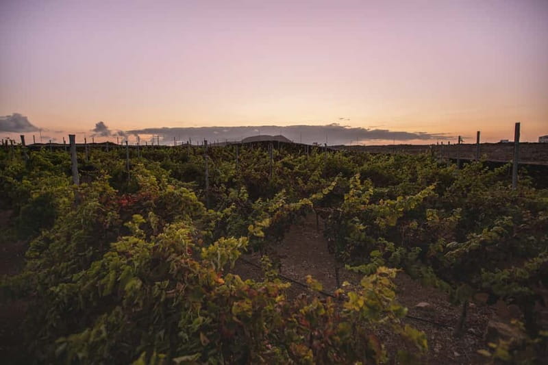 Fuerteventura: Tour & tasting at Conatvs Winery - Key highlights at Bodega Conatvs (Fuerteventura)