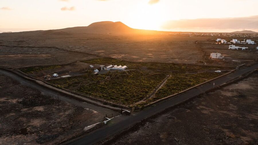Fuerteventura: Tour & tasting at Conatvs Winery - Should you book the Conatvs vineyard and tasting?
