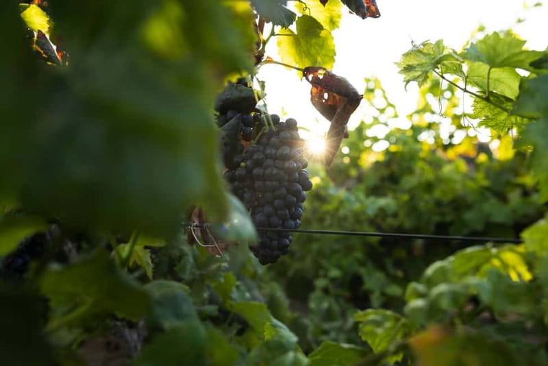 Fuerteventura: Tour & tasting at Conatvs Winery - Vineyard walk: grape varieties and volcanic cultivation methods
