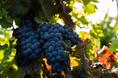 Fuerteventura: Tour & tasting at Conatvs Winery - Entering Bodega Conatvs and the 1-hour flow that works