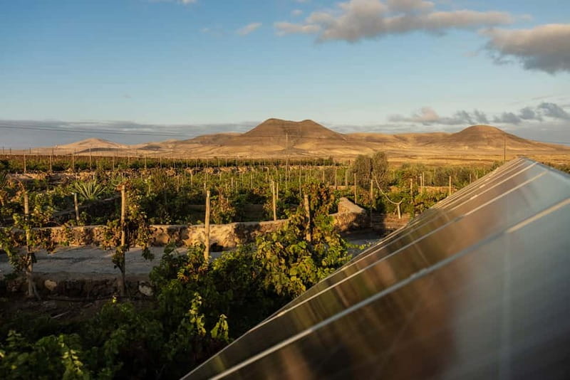 Fuerteventura: Tour & tasting at Conatvs Winery - Tasting room: local pairings with wine (Majorero cheese and more)