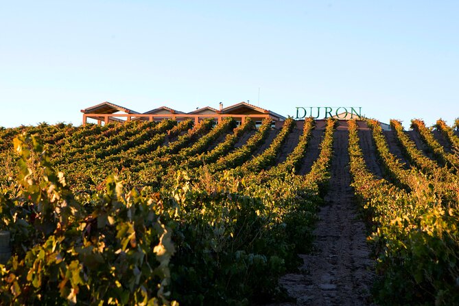 Full day at the winery, visit, tasting, aperitif and lunch - A hilltop Ribera del Duero winery day in La Horra