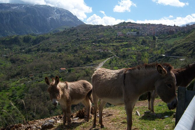 Full Day Private Tour in Medieval Villages and Vineyard in Cefalù - Stop 2: Castello dei Ventimiglia and St. Anne’s relic story