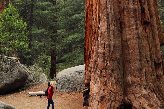 Giant Redwoods Tour Including a 5-Course Winery Lunch - Quick hits
