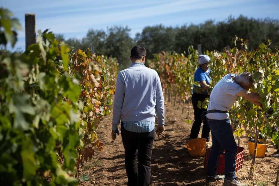 Gioia del Colle: Primitivo Wine Tasting in Local Winery - Your pours: what “3 wines” means in real flavor terms