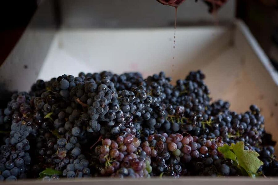 Gioia del Colle: Primitivo Wine Tasting in Local Winery - Guide-led stories: what the expert brings to the table