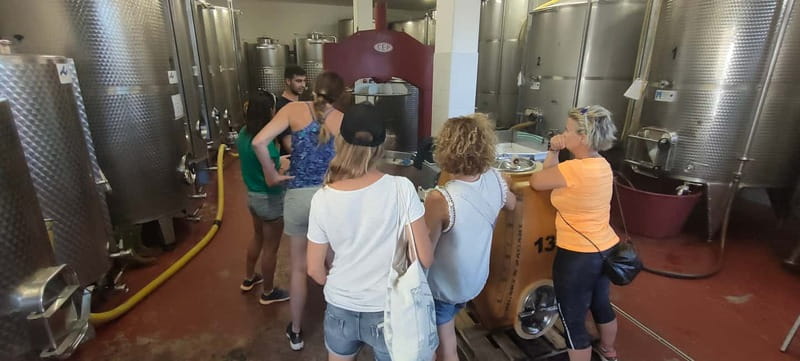 Gioia del Colle: Primitivo Wine Tasting in Local Winery - Who this tour suits best (and who should skip it)
