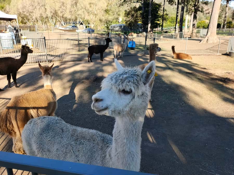 Gold Coast: Lamington Treetops, Wildlife and Vineyard Visit - Small-Group Feel and Weather Reality