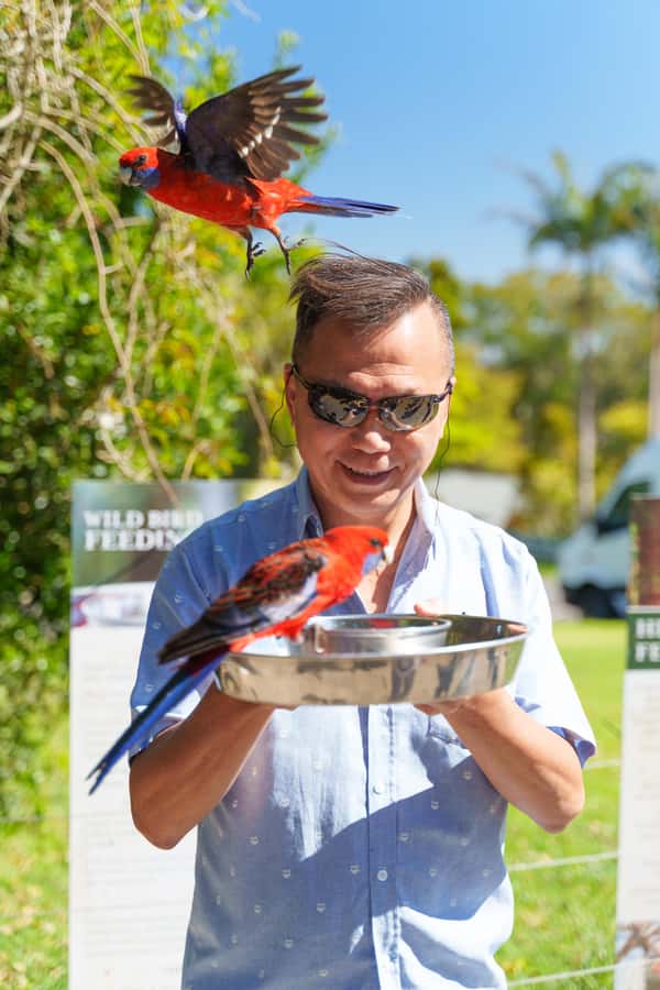 Gold Coast: Lamington Treetops, Wildlife and Vineyard Visit - The Guide Factor: How the Stories and Timing Make It Better