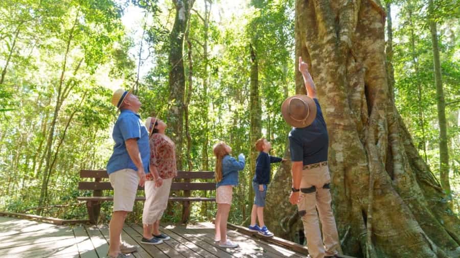 Gold Coast: Lamington Treetops, Wildlife and Vineyard Visit - Vineyard Time at Canungra Valley: Sparkling Wine by a Mountain Stream