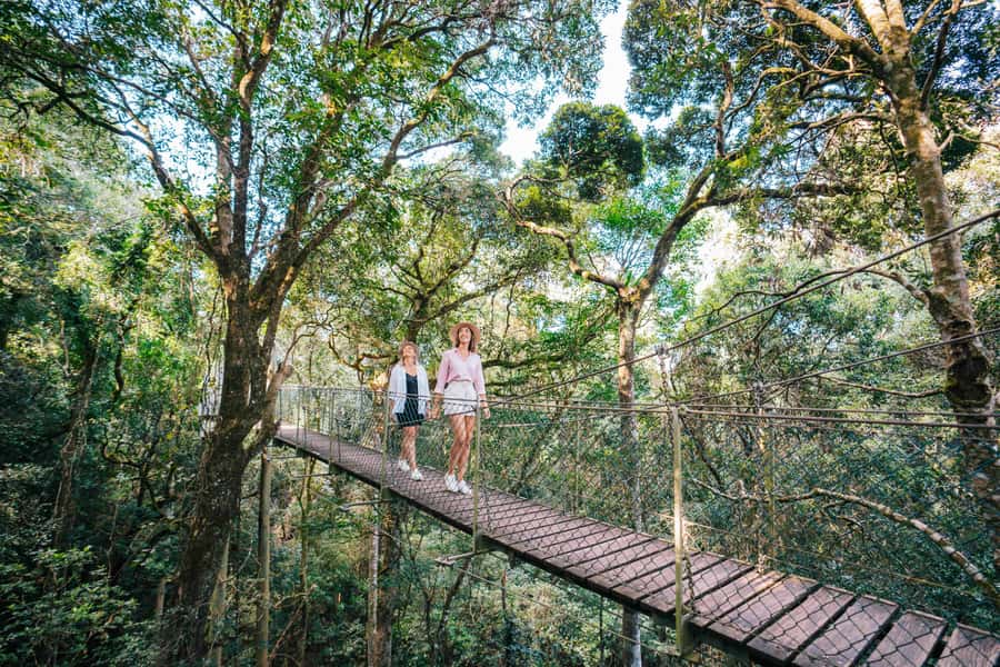 Gold Coast: Lamington Treetops, Wildlife and Vineyard Visit - Lamington National Park: Your Treetop Canopy Walk Experience