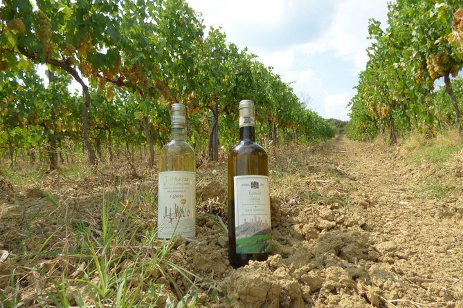 Gourmet Wine Tour San Gimignano Wine Tasting - San Quirico Winery - Key highlights you’ll feel right away