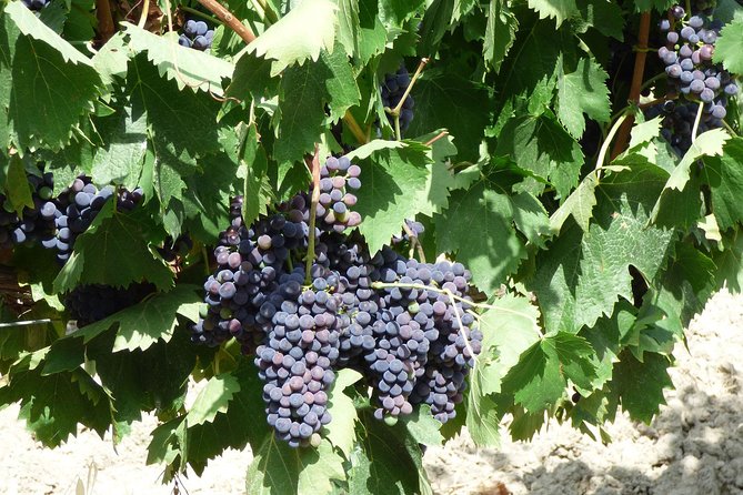 Gourmet Wine Tour San Gimignano Wine Tasting - San Quirico Winery - Who you’ll meet: the hosts, the vibe, and English explanations