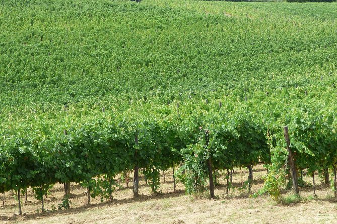 Gourmet Wine Tour San Gimignano Wine Tasting - San Quirico Winery - Timing and pace: 45 minutes that won’t wreck your day