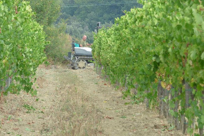 Gourmet Wine Tour San Gimignano Wine Tasting - San Quirico Winery - Price and value: does $38.16 make sense?