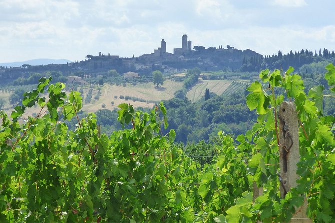 Gourmet Wine Tour San Gimignano Wine Tasting - San Quirico Winery - After the tasting: wine store options and shopping with context
