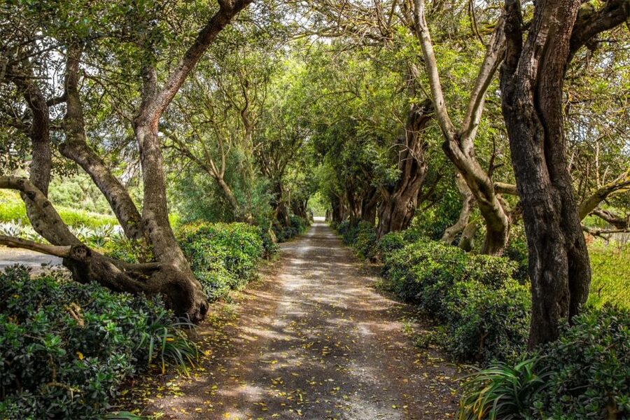 Gran Canaria: Winery Tour, Wine Museum, and Tasting - Walking the Organic Vineyards and Learning the Volcanic Story