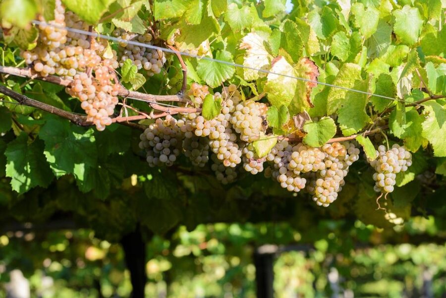 Granbazán Winery: Guided Tour and Wine Tasting - The Vineyard Walk: Calm Views and a Better Taste