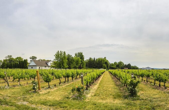 Grand Winery Tour - Rolls Royce - Niagara On The Lake - Key highlights that matter