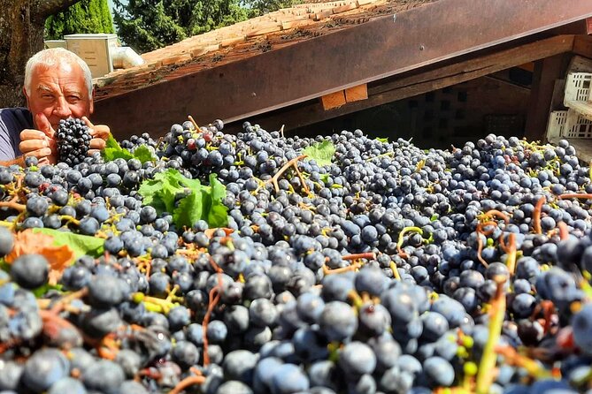 Greve in Chianti Wine Tasting and Winery Tour - Olive Oil and Organic Tastes: More Than a Side Quest