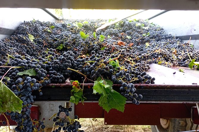 Greve in Chianti Wine Tasting and Winery Tour - Views From the Host’s World: Why the Setting Makes a Difference